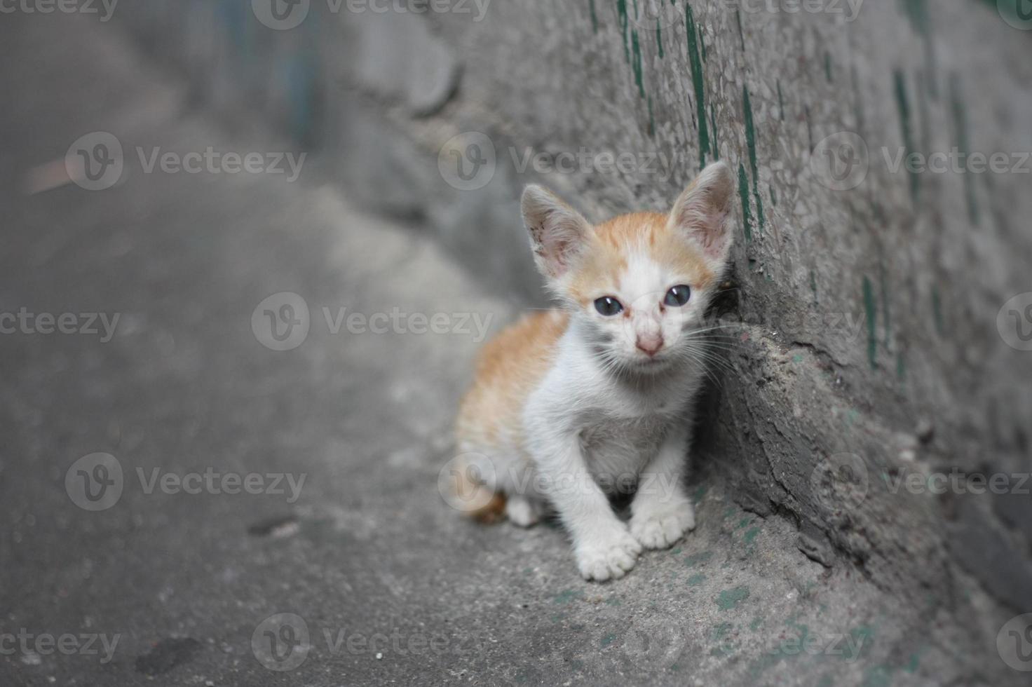 povero gattino bianco arancione da solo senza mamma in piedi accanto al muro sporco vicino al canale. foto