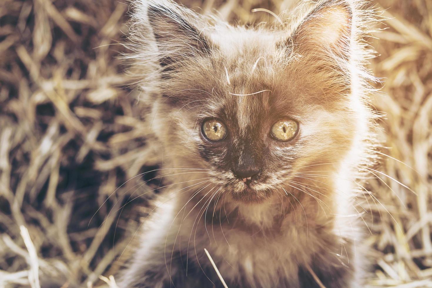 gattino marrone cattivo con sfondo di fieno foto