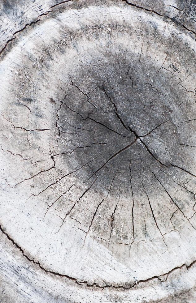 struttura della sezione trasversale di legno, fondo foto