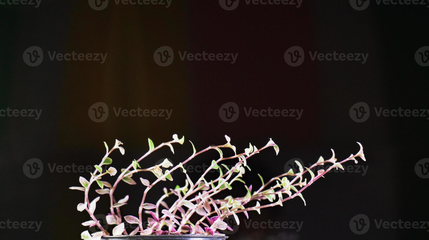 callisia repens è alloggiata in uno stelo nero in vaso, che gli conferisce freschezza, con tre colori verde, rosa, viola. fusti e pendenze laterali, fondo scuro ma piante luminose. foto