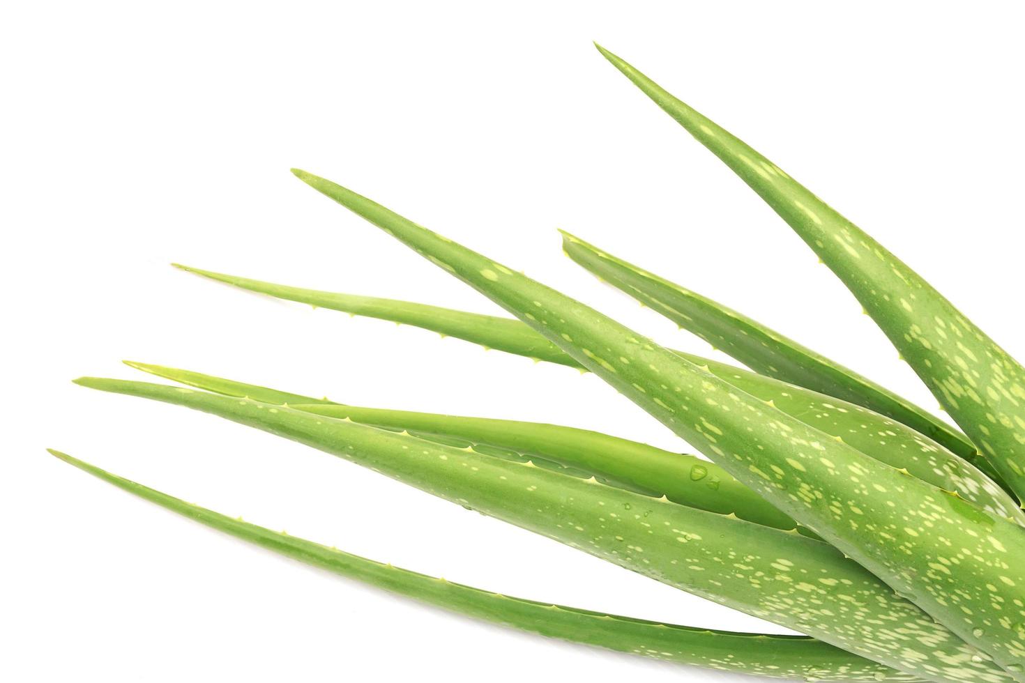 aloe vera fresca isolata sopra bianco foto