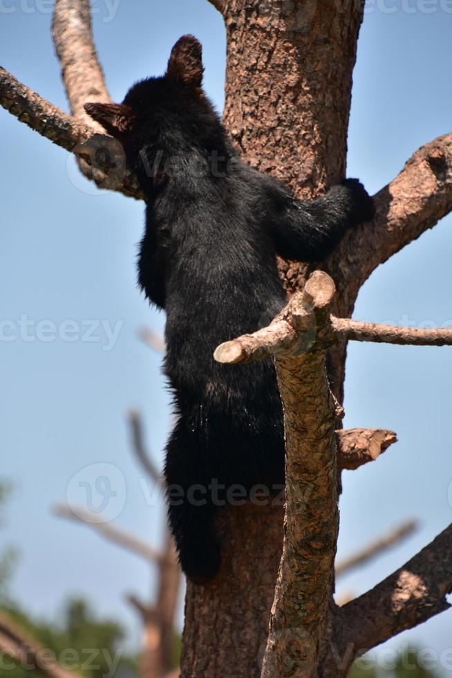 simpatico cucciolo di orso che si arrampica su un albero foto