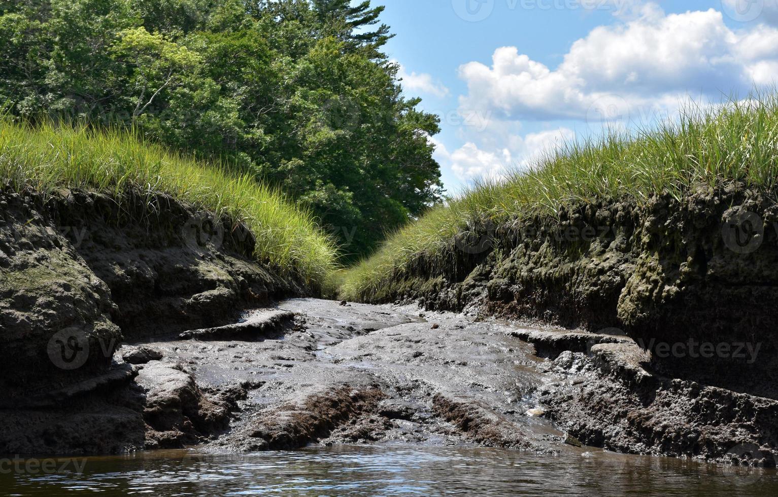 corso d'acqua denso di fango lungo la palude nel Massachusetts foto