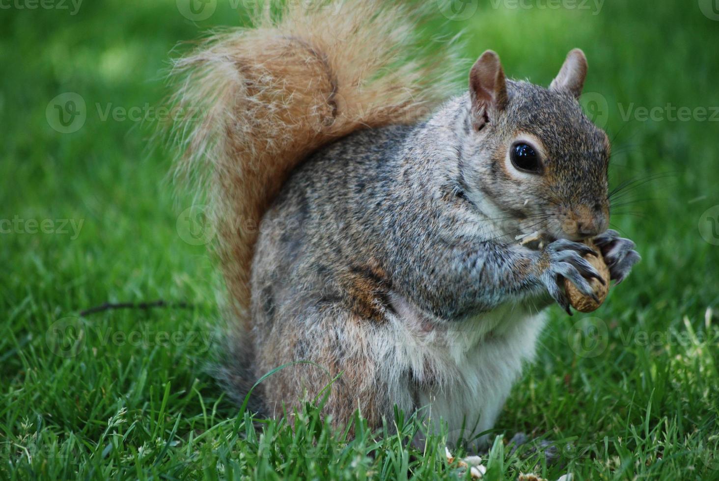 adorabile scoiattolo che divora una noce foto
