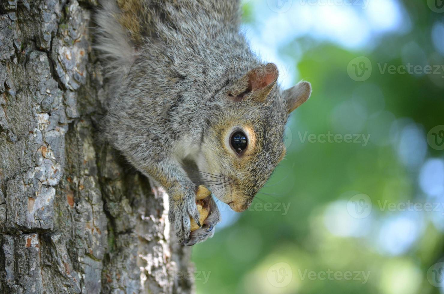 scoiattolo con una noce su un albero foto