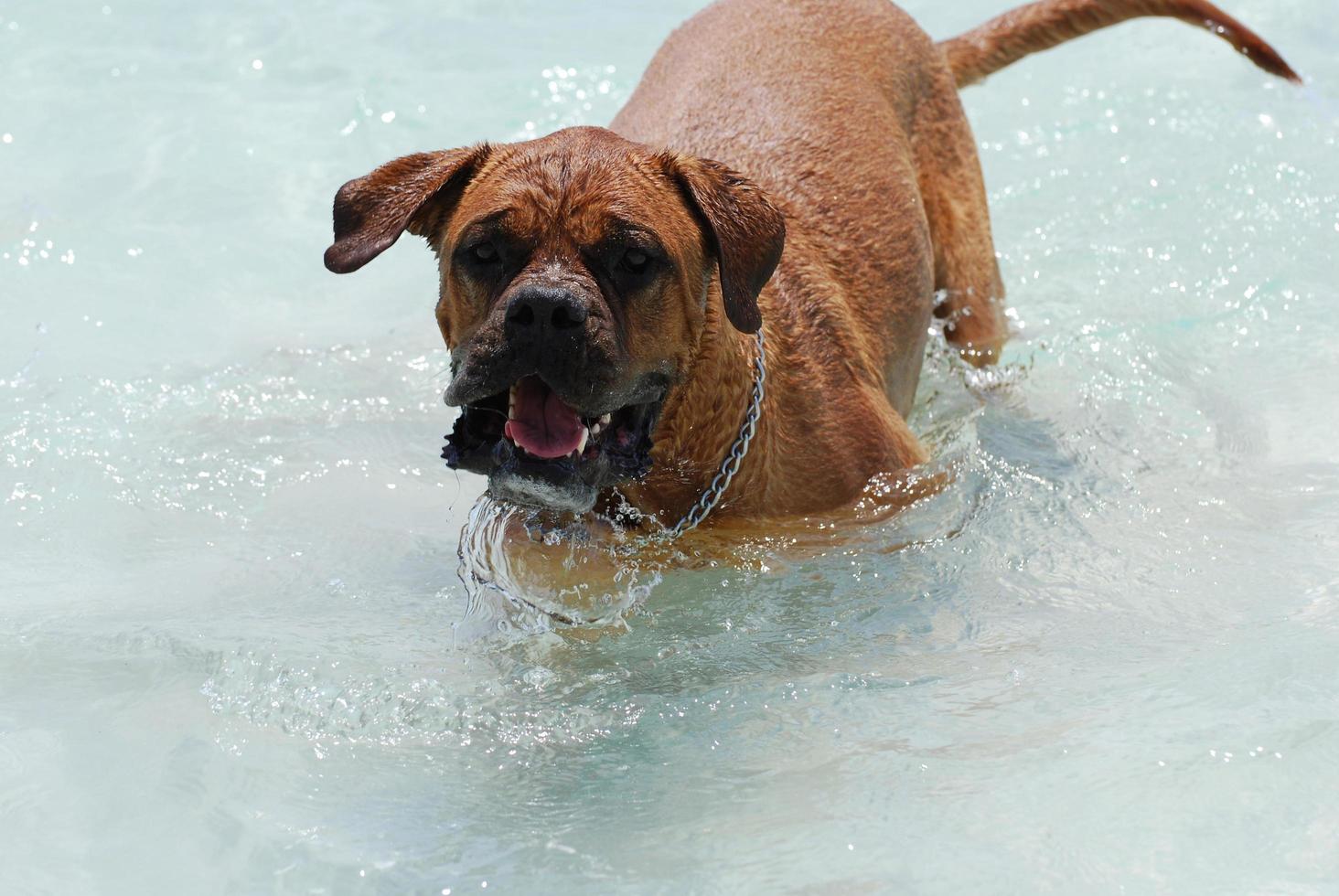 mastino francese giocoso nell'acqua foto