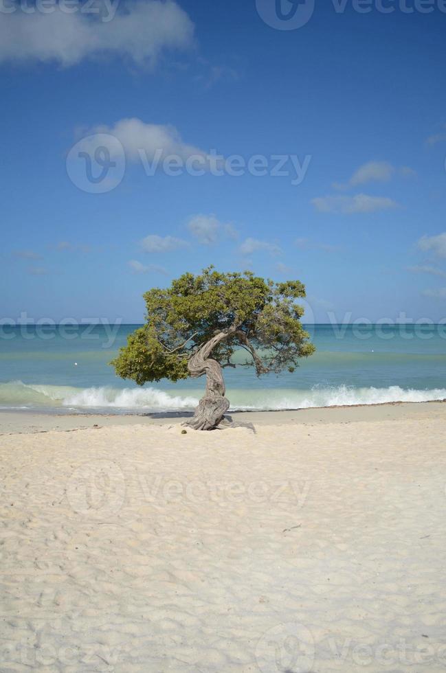 divi divi albero sulla spiaggia dell'aquila foto