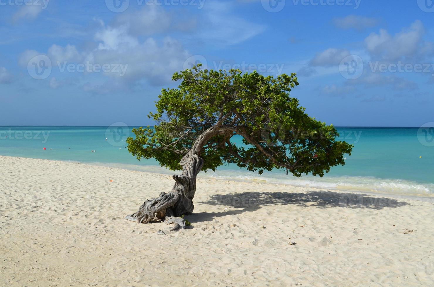 bellissimo albero divi divi sulla spiaggia dell'aquila foto