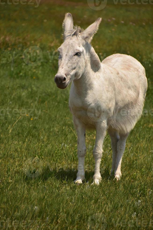 asino bianco paffuto in un campo di erba foto