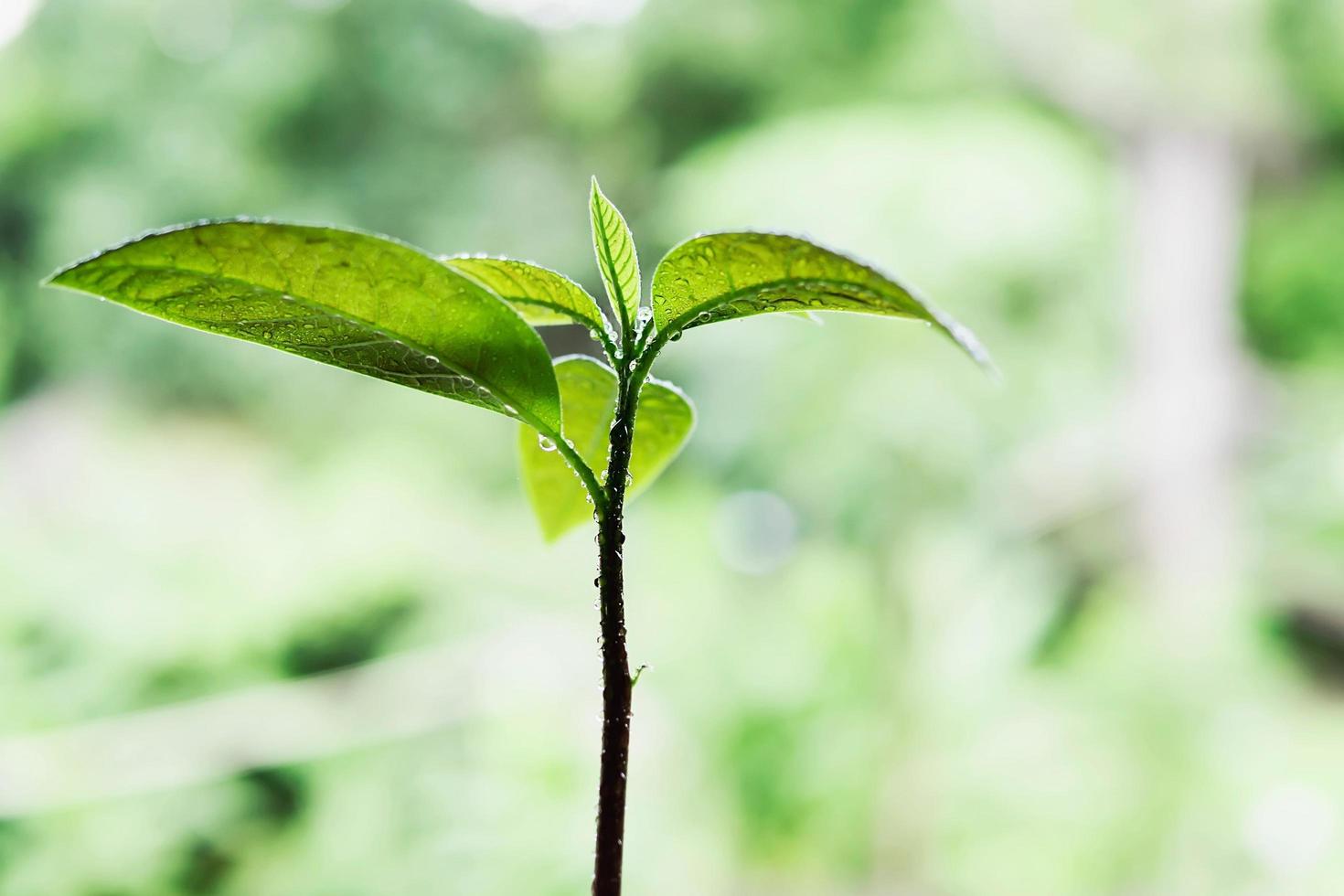 albero di avocado per bambini in crescita - giorno di ambiente verde fresco buon concetto di ecosistema foto