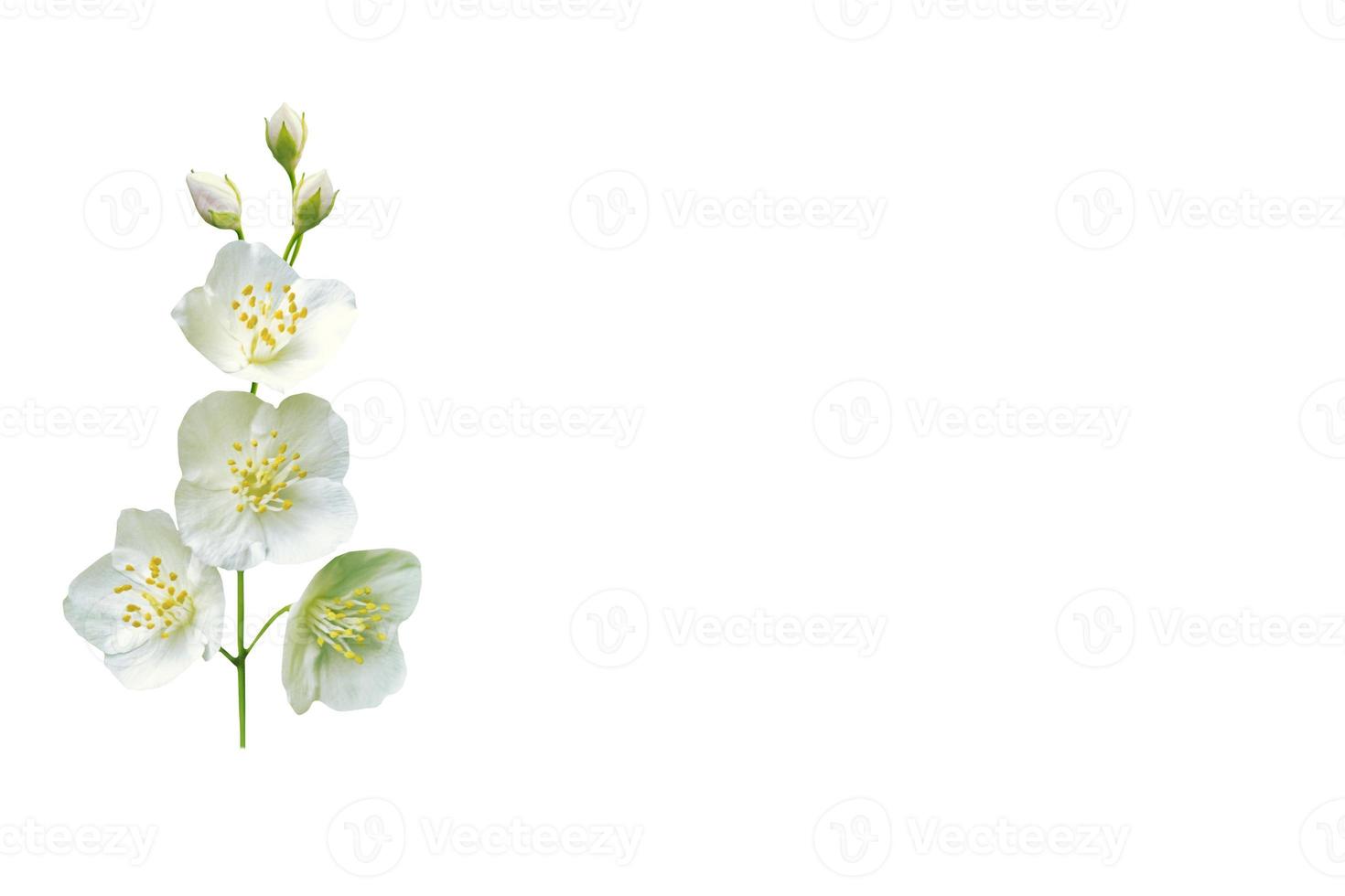 ramo di fiori di gelsomino isolati su sfondo bianco. foto