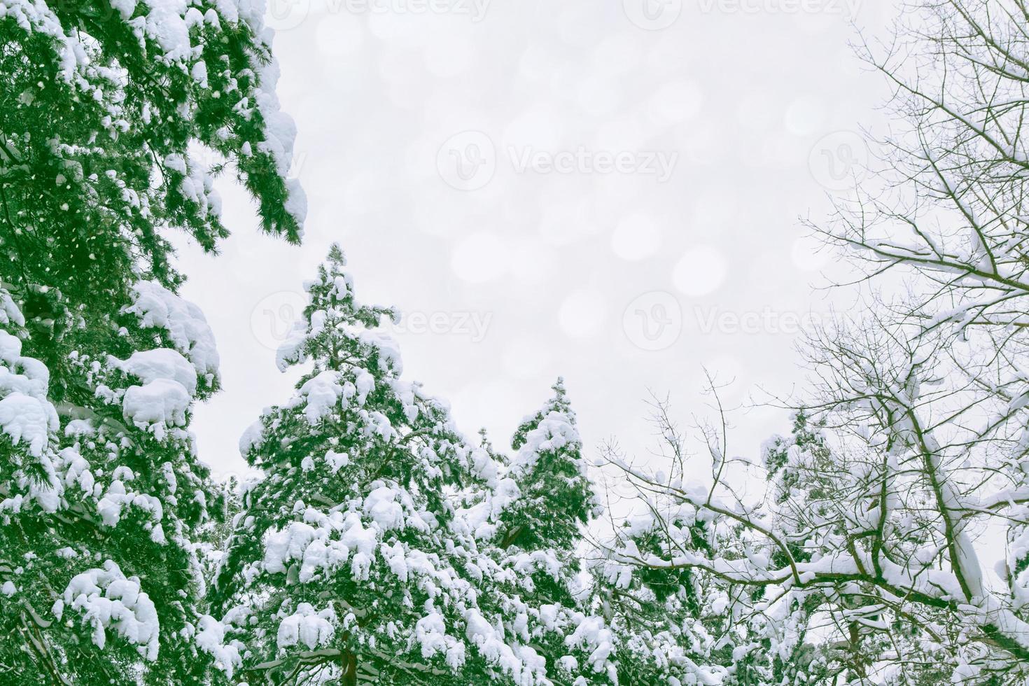 foresta invernale ghiacciata con alberi innevati. foto