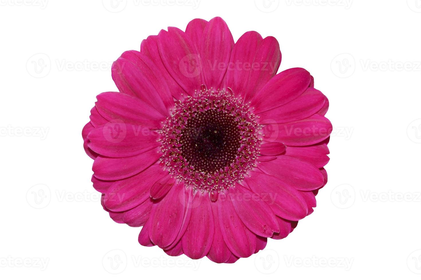 coloratissimi fiori autunnali di gerbera foto