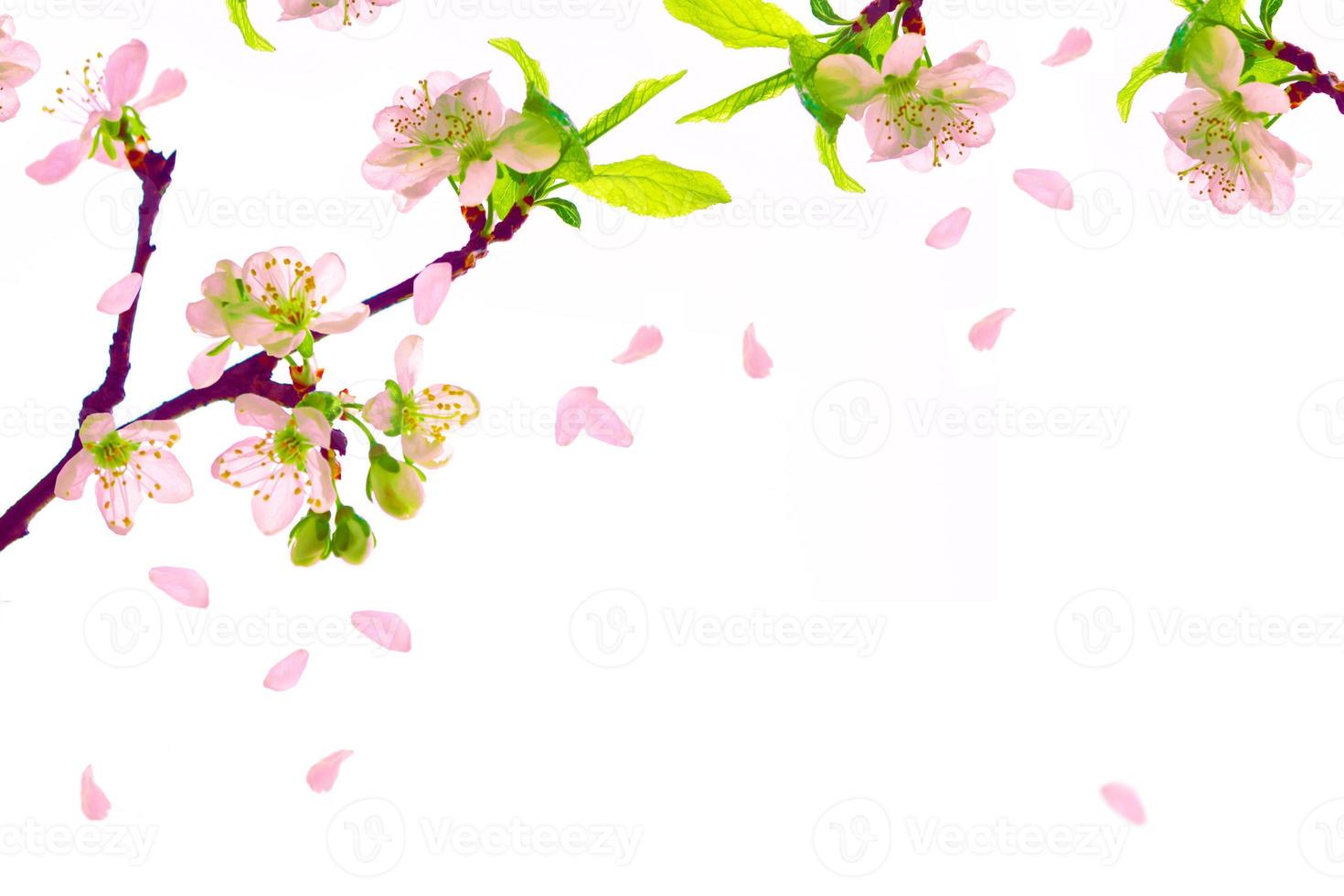ramo fiorito di ciliegio isolato su sfondo bianco. foto