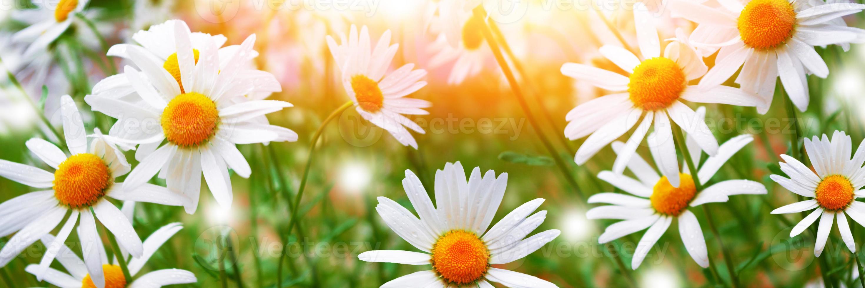 fiori di margherita bianchi luminosi su uno sfondo del paesaggio estivo. foto