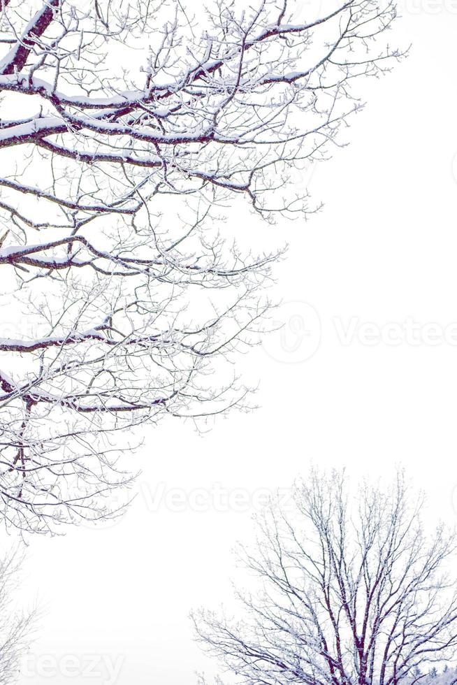 foresta invernale ghiacciata con alberi innevati. foto