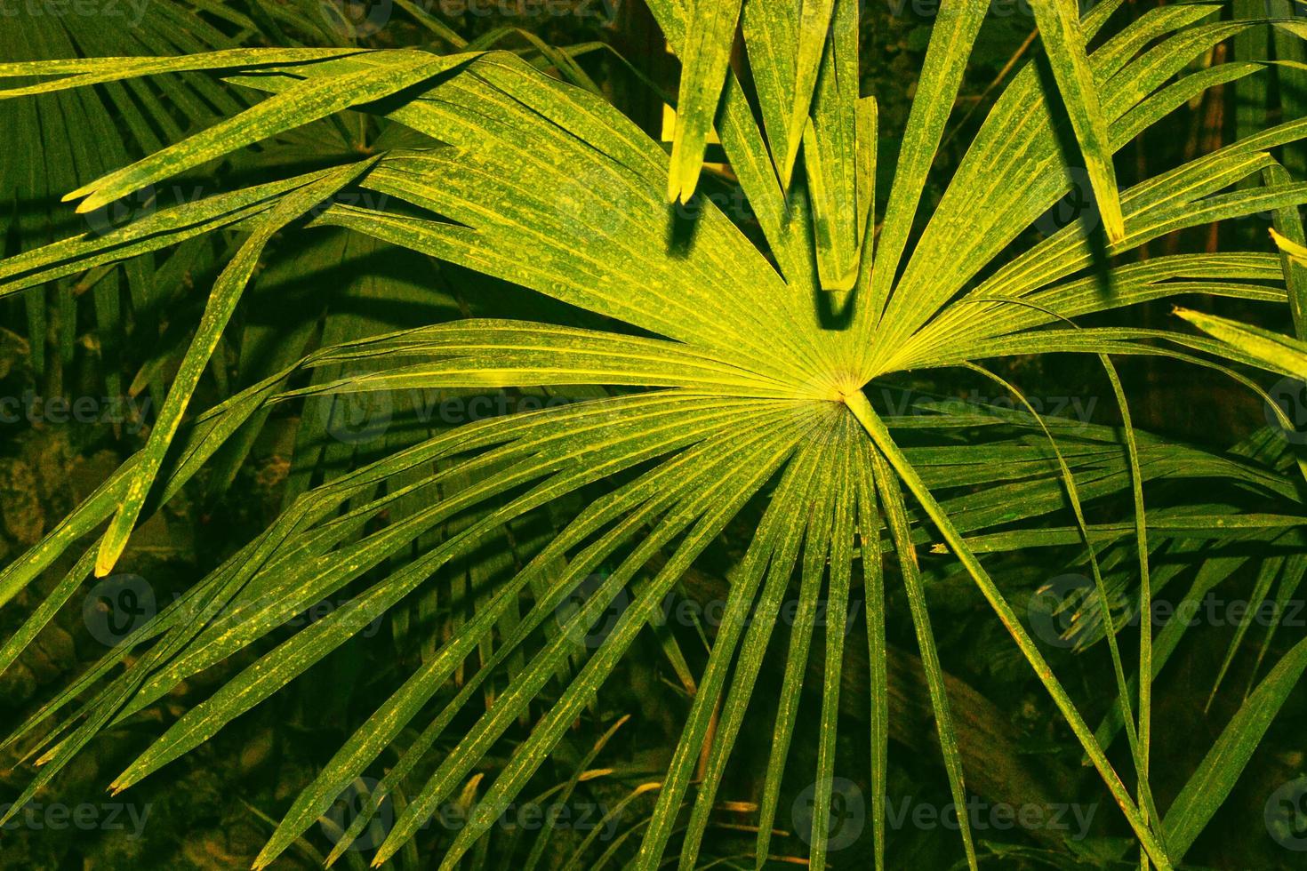 foglie luminose e colorate foto