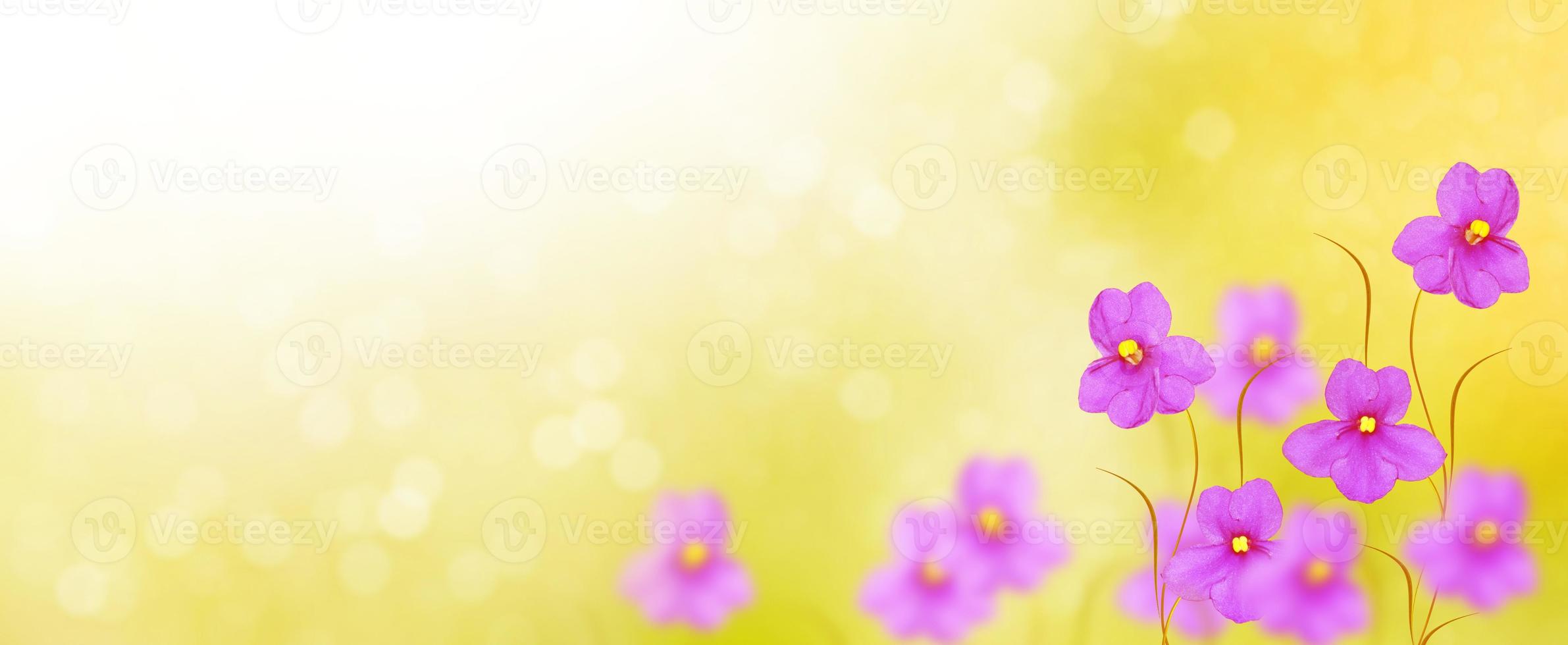 il primo delicato fiore primaverile viola foto