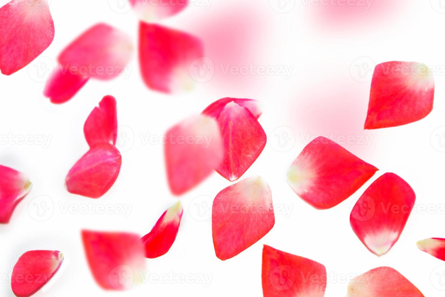 petali di rosa rosa brillante. sfondo floreale. foto