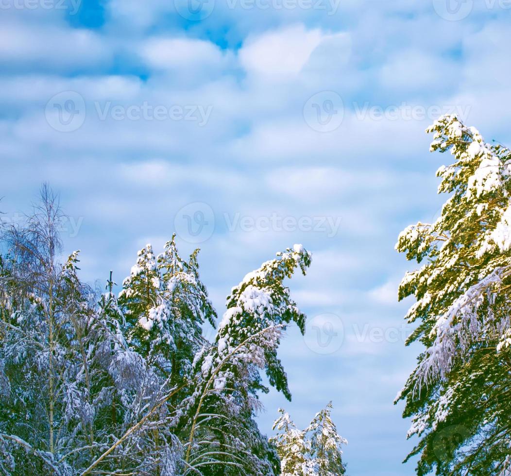 foresta invernale ghiacciata con alberi innevati. foto