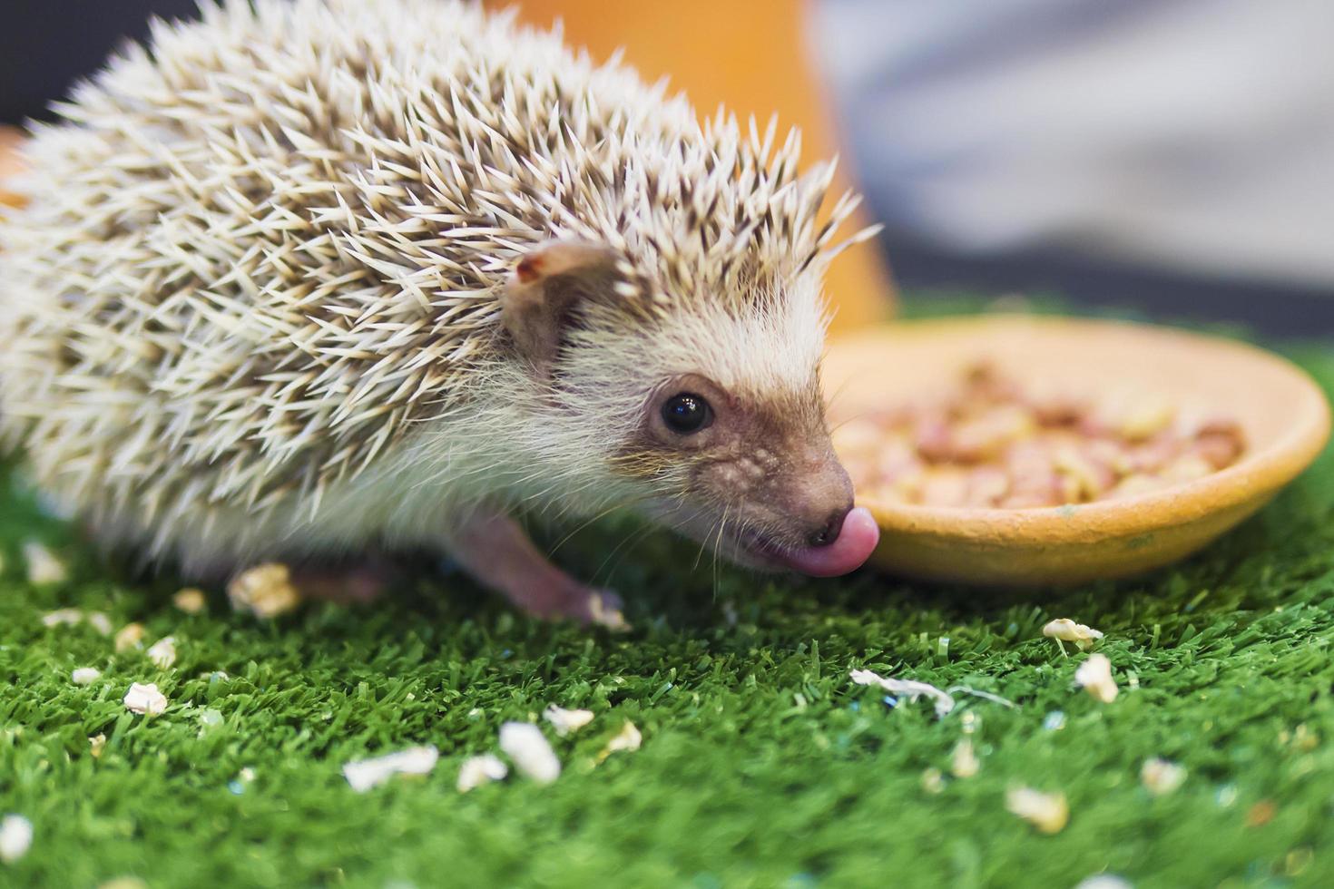 porcospino nano che mangia cibo nel giardino verde mimico foto