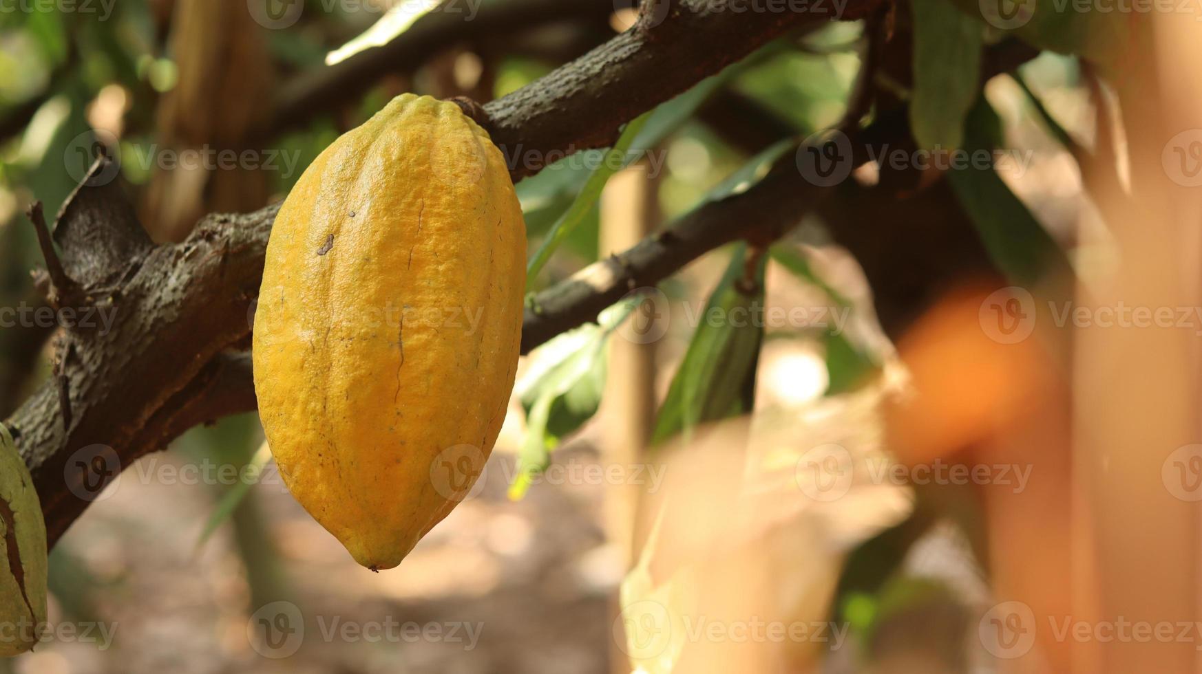 i baccelli di cacao gialli sono maturi sull'albero e pronti per essere raccolti. theobroma cacao l. in campo o fattoria. baccelli di cacao. foto