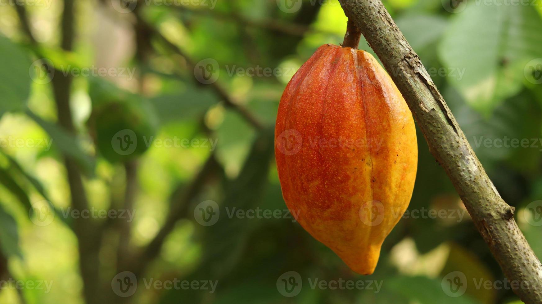 i baccelli di cacao gialli sono maturi sull'albero e pronti per essere raccolti. theobroma cacao l. in campo o fattoria. baccelli di cacao. foto