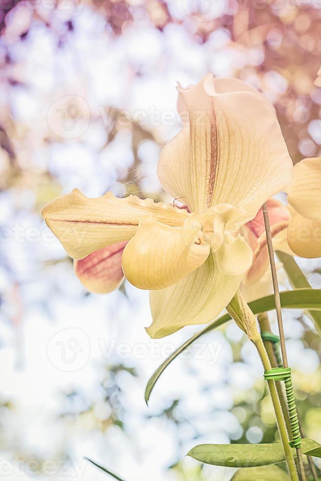 primo piano giallo paphiopedilum di fiori di orchidea foto