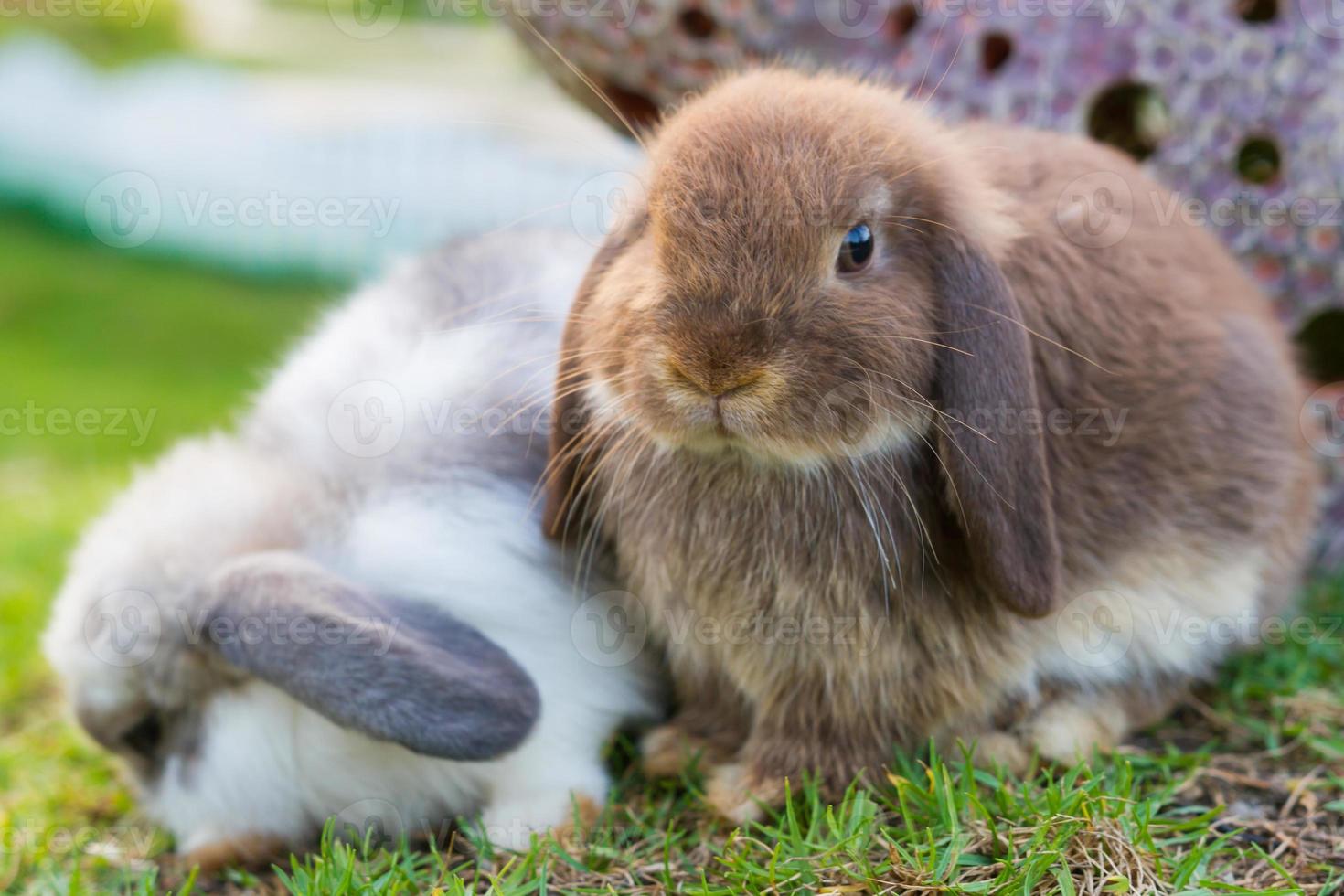 simpatici conigli olandesi in giardino foto