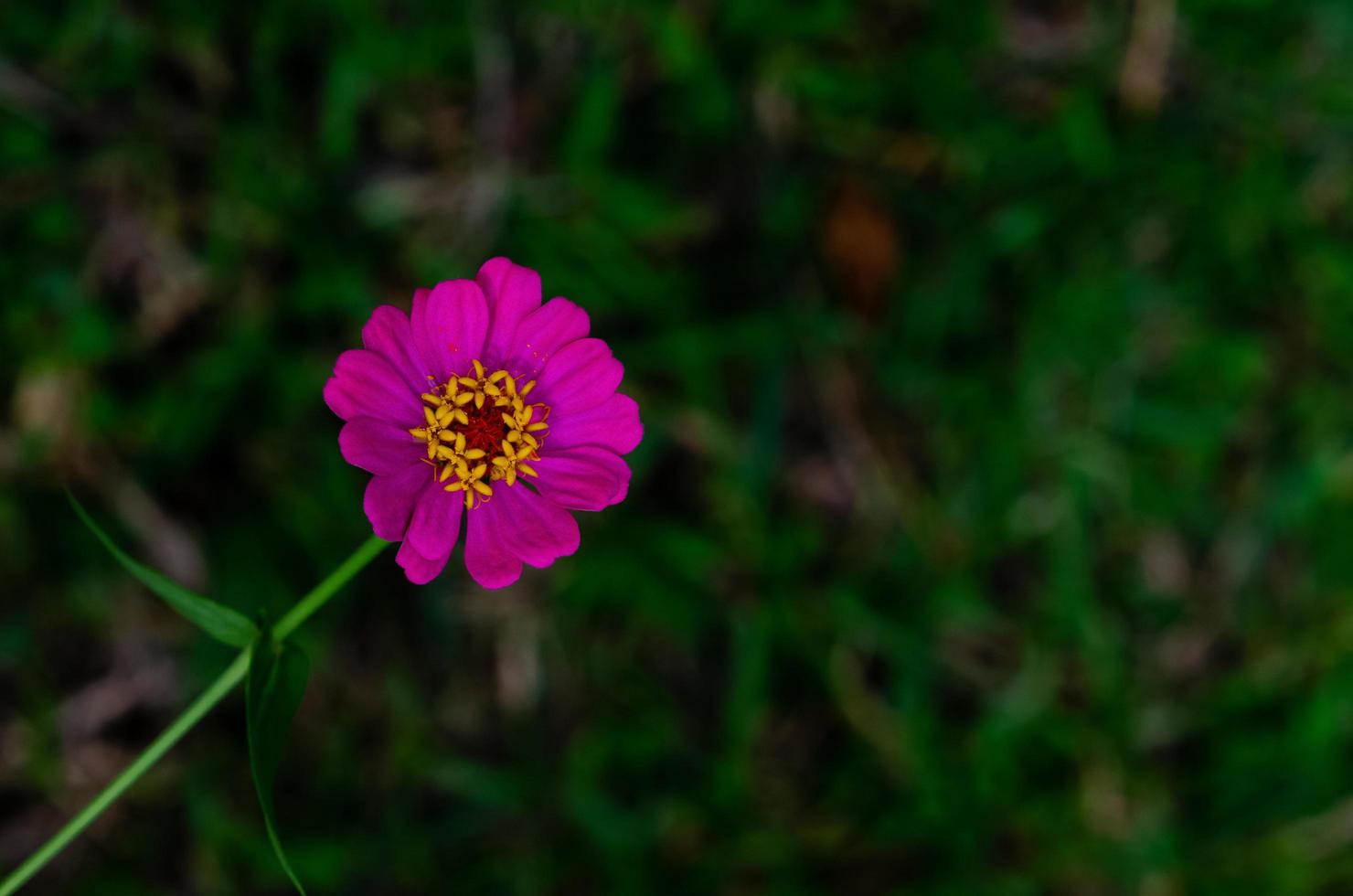 un fiore in fiore di zinnia elegans viola spicca dal suo albero con sfondo verde scuro. foto