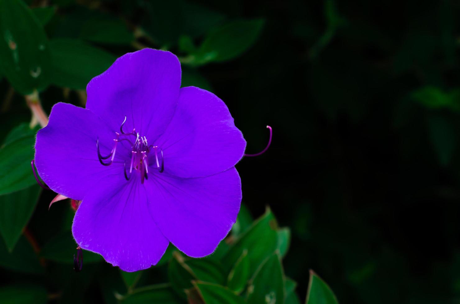 colore viola del cespuglio di gloria o del fiore della principessa foto