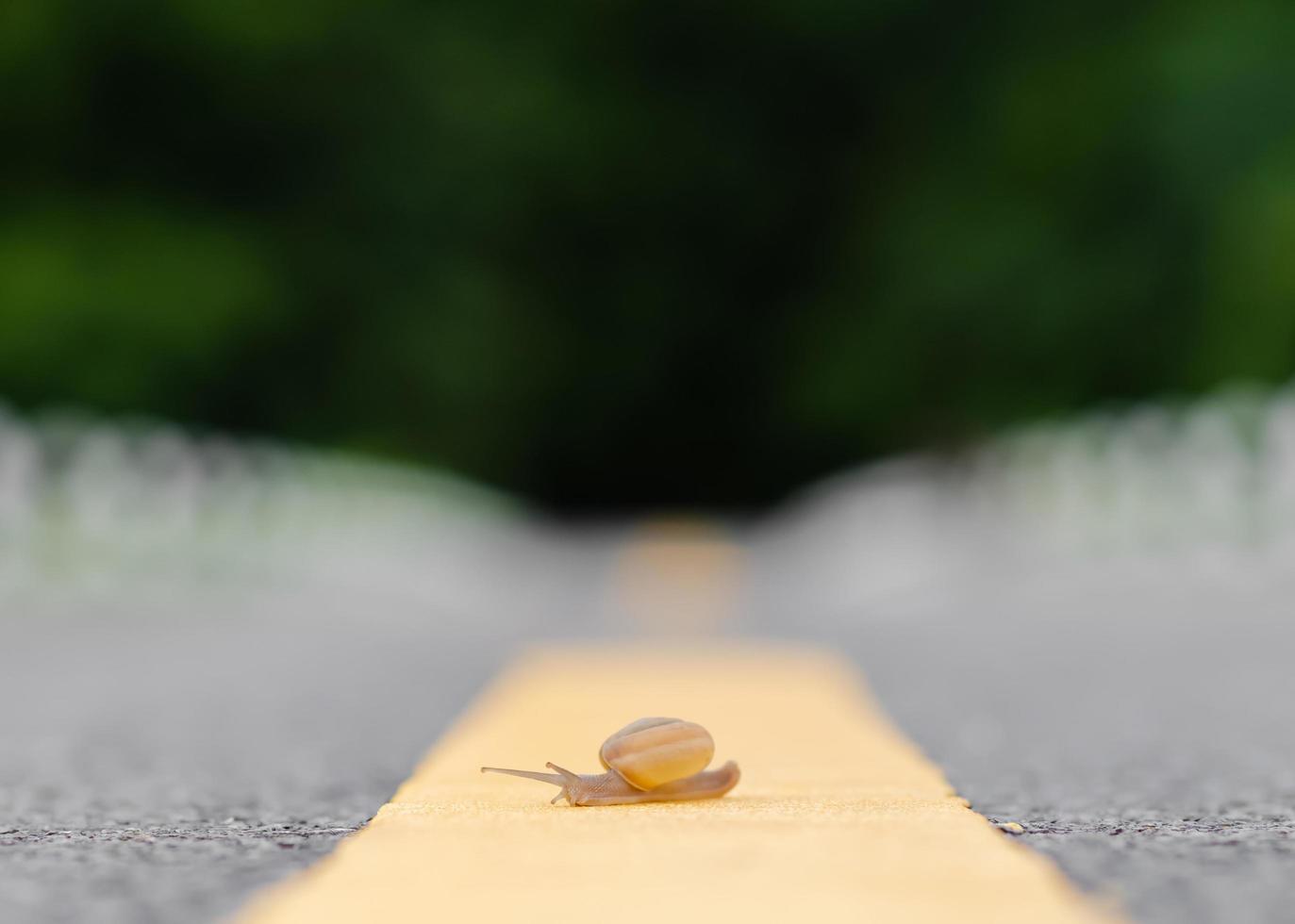 una lumaca che attraversa solo a metà strada. concetto di sicurezza stradale. foto