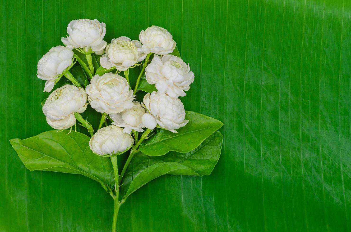 fiore di gelsomino tailandese bianco fresco con le sue foglie impostate a forma di cuore su foglia di banana per il concetto di festa della mamma in tailandia ad agosto. foto