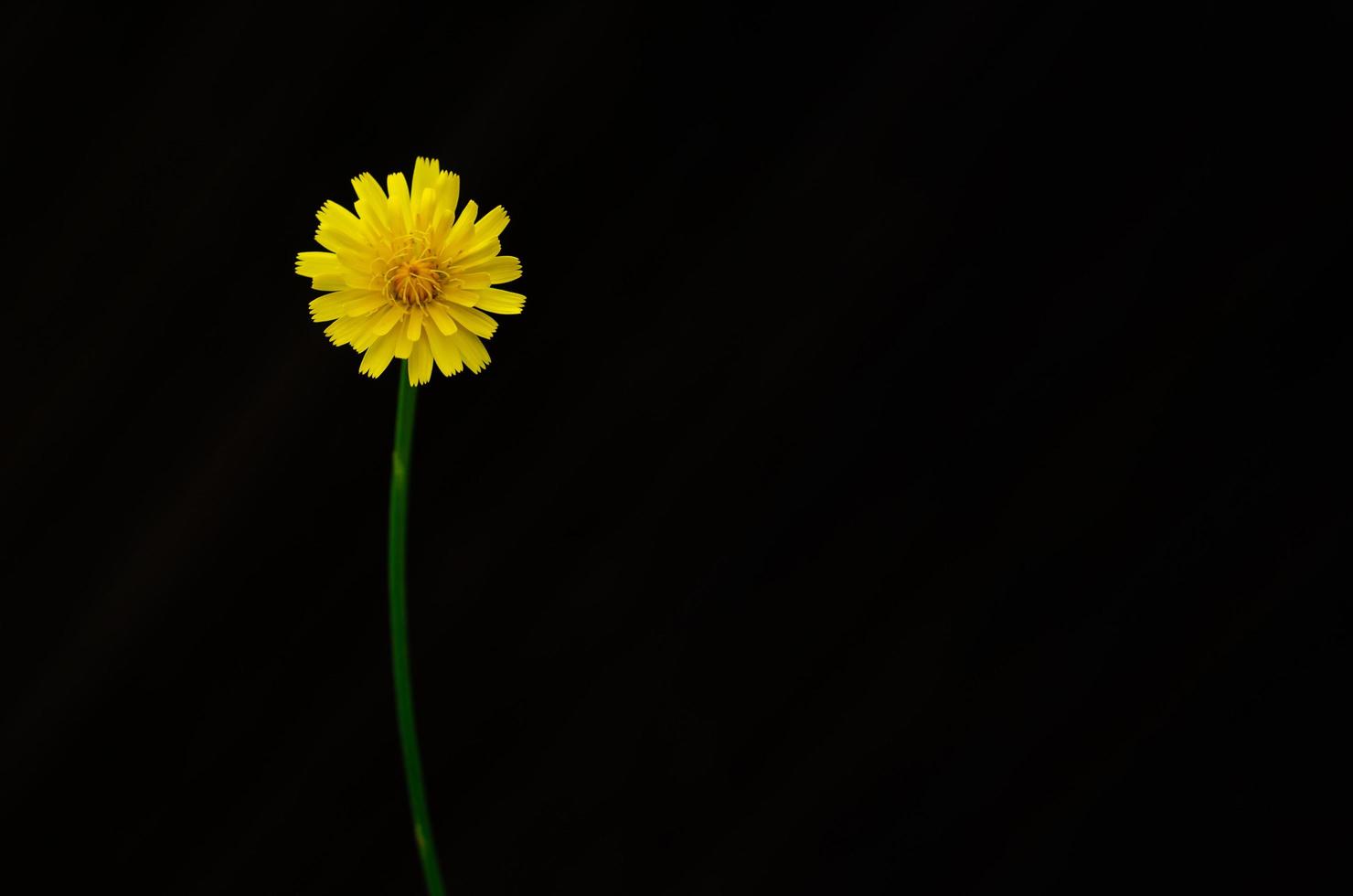 colore giallo del fiore di tarassaco isolato su sfondo scuro con spazio per il testo. foto