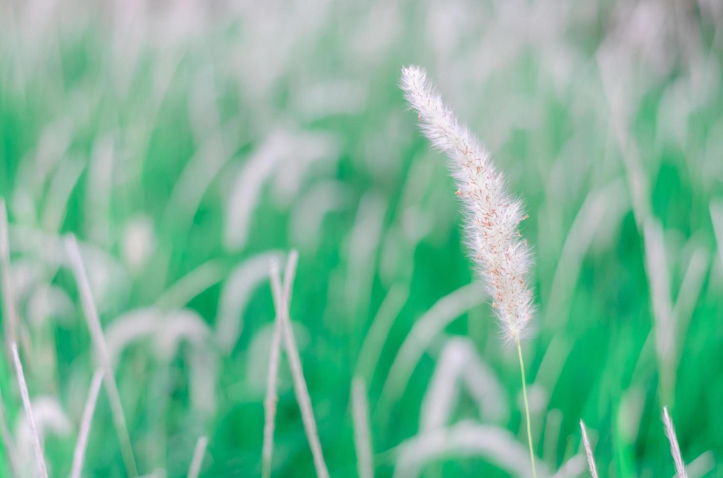 colore bianco pennisetum polystachion o mission grass o piuma pennisetum fiore flusso dal vento foto