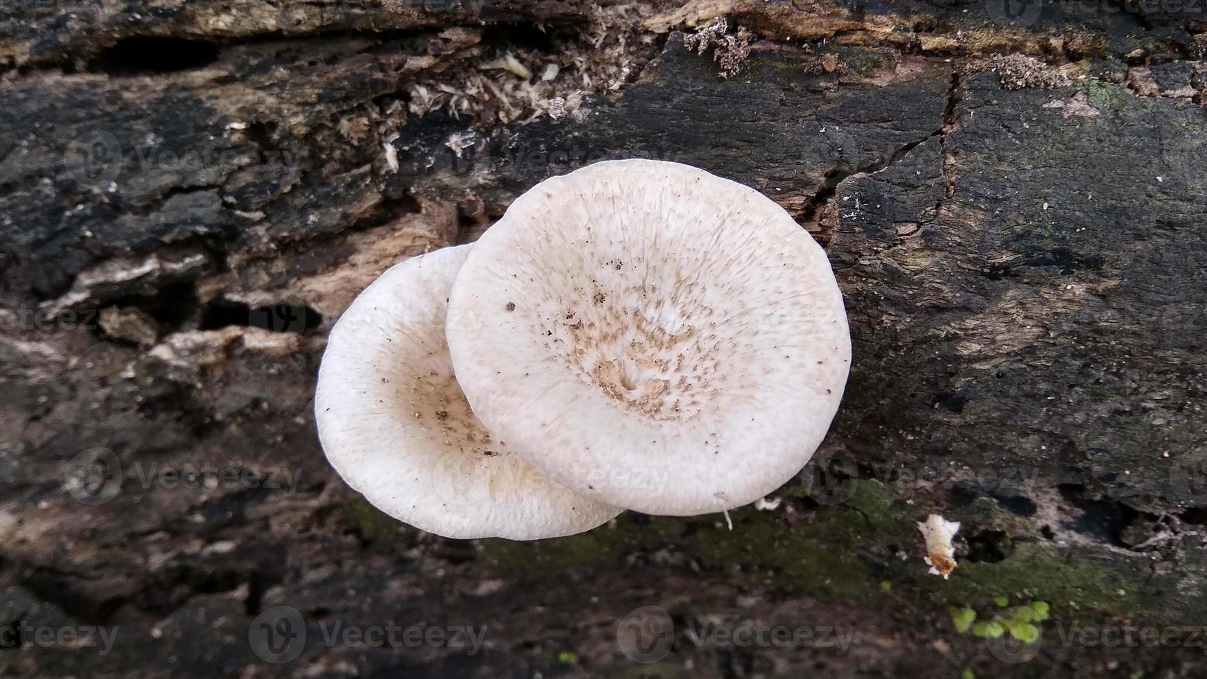 il bel fungo bianco selvatico di lentinus tigrinus cresce sul tronco marcio nella stagione delle piogge. adatto per scienza, agricoltura, riviste, pubblicità, poster, ecc. foto