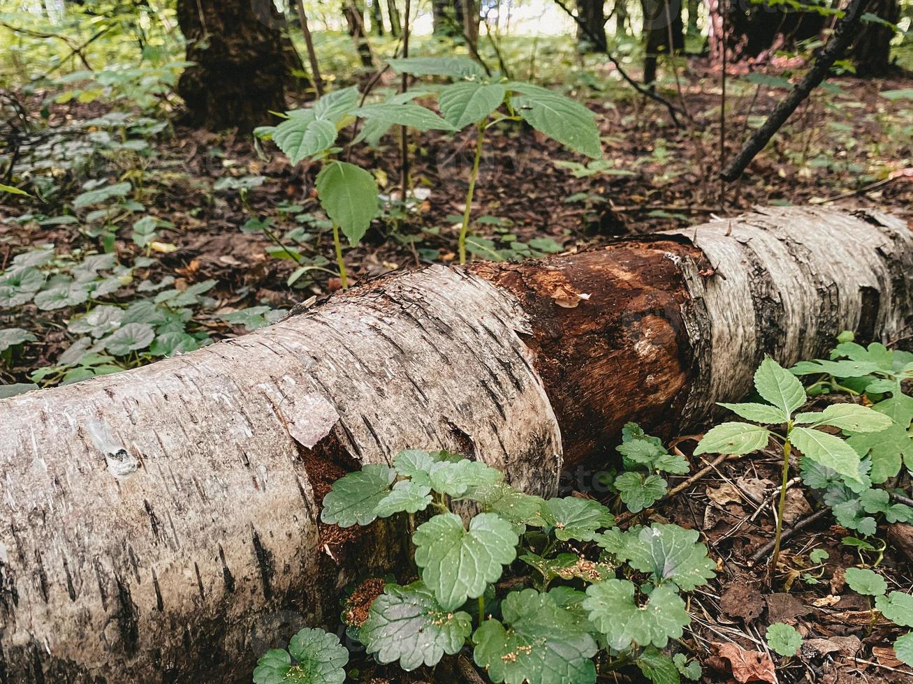 albero sdraiato nella foresta, colori vivaci, foto orizzontale. foglie verdi e secche, piante e alberi freschi, ripresa organica della natura. botanica, terreno, foto decorativa