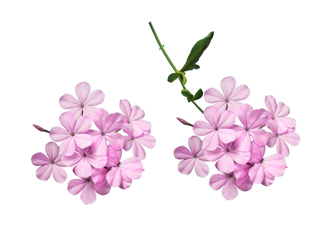 plumbago bianco o fiore di piombo del capo. raccolta di piccoli bouquet di fiori rosa-viola isolati su sfondo bianco. foto