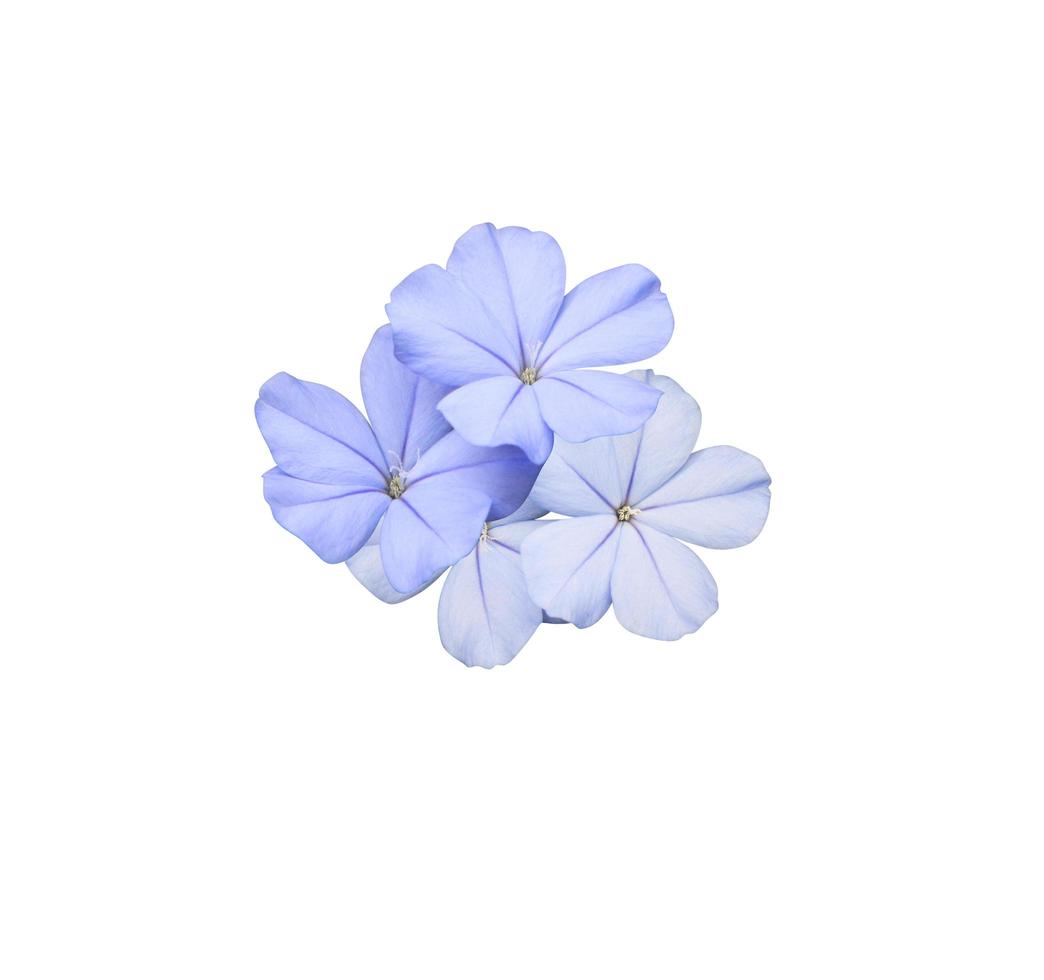 plumbago bianco o fiore di piombo del capo. primo piano piccolo bouquet di fiori blu-viola isolato su sfondo bianco. foto