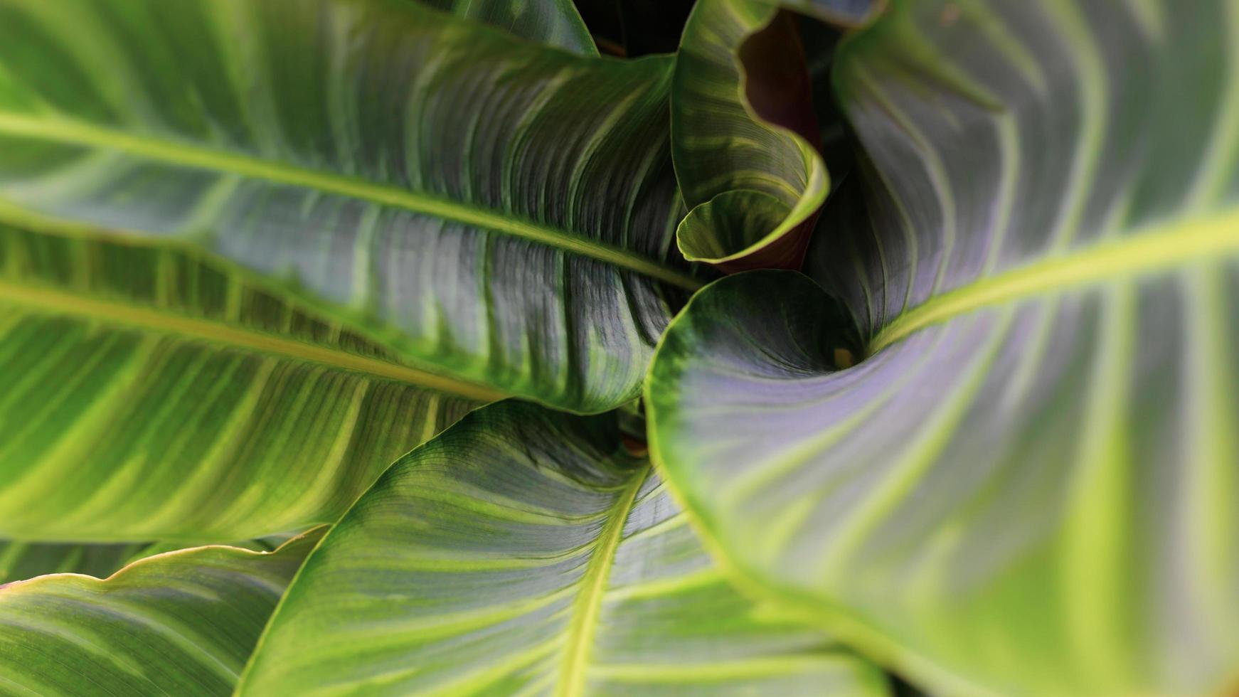 natura di sfondo di un primo piano di una foglia di ornata di calathea astratta con il motivo. sembra un ricciolo o un rotolo nel mezzo della foglia giovane. foto