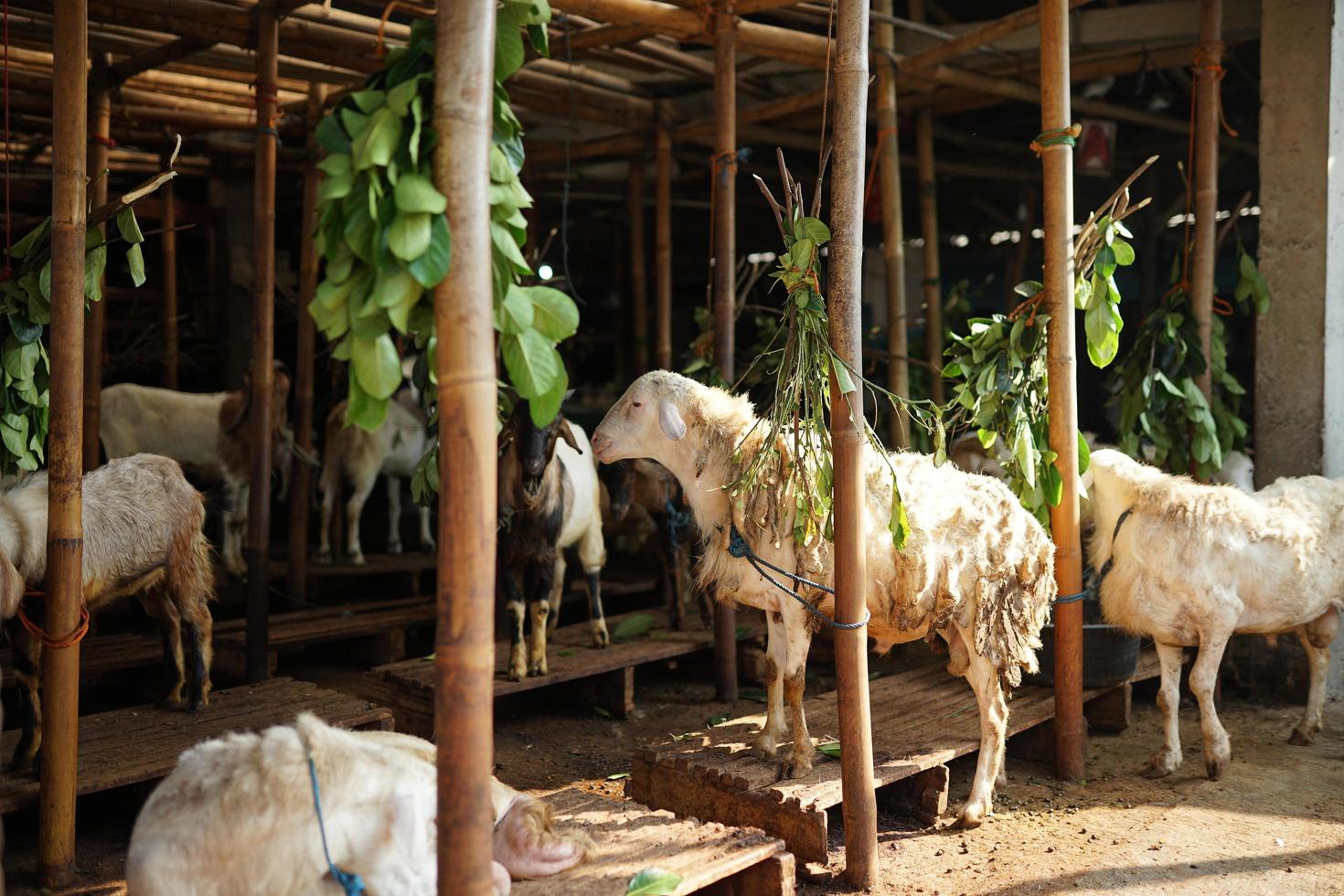 hari raya qurban, kambing untuk penyembelihan hewan kurban sebagai ibadah musulmano foto