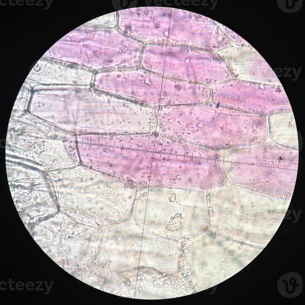 foto microscopiche di cellule di commelinaceae