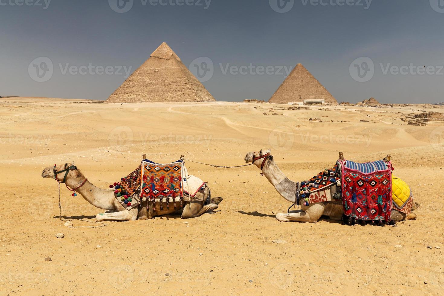 cammelli nel complesso della piramide di giza, cairo, egitto foto