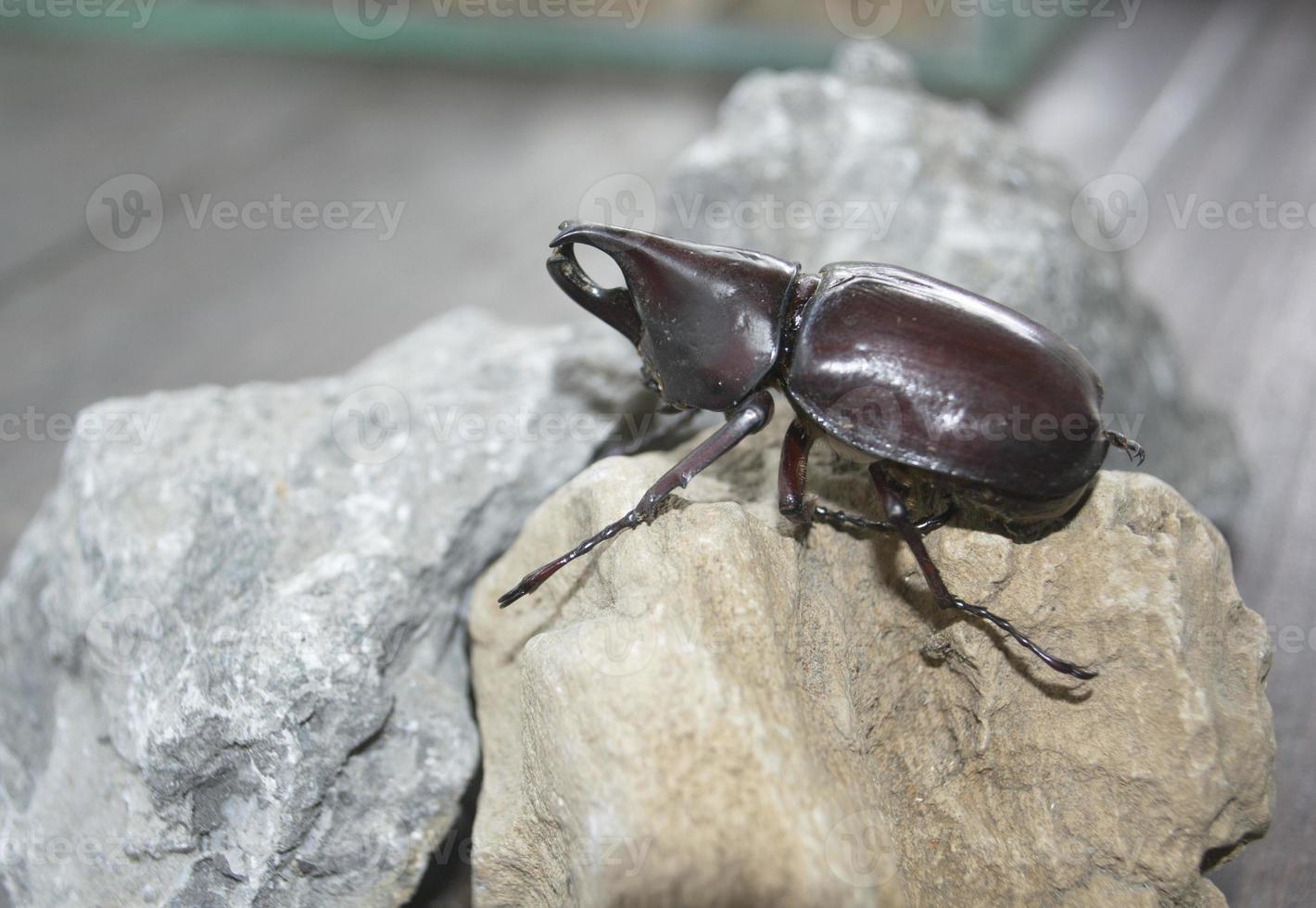 scarabeo nero stare sulla roccia nel tavolo di legno foto