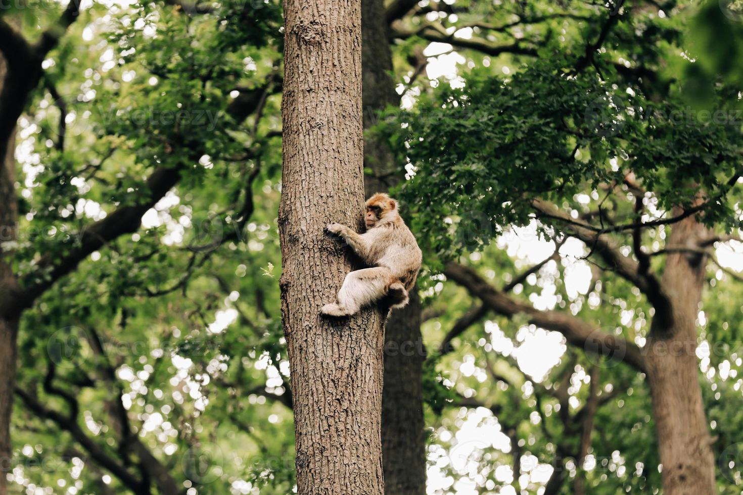 scimmia sull'albero. bella scimmia striscia sugli alberi. messa a fuoco selettiva foto