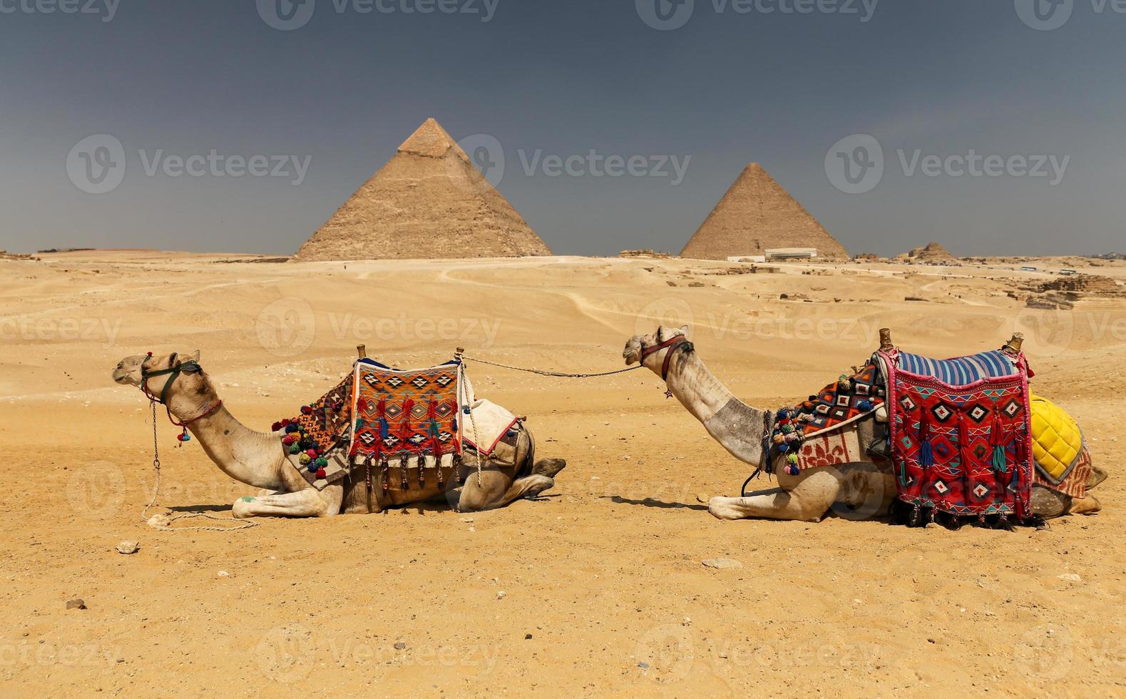 cammelli nel complesso della piramide di giza, cairo, egitto foto