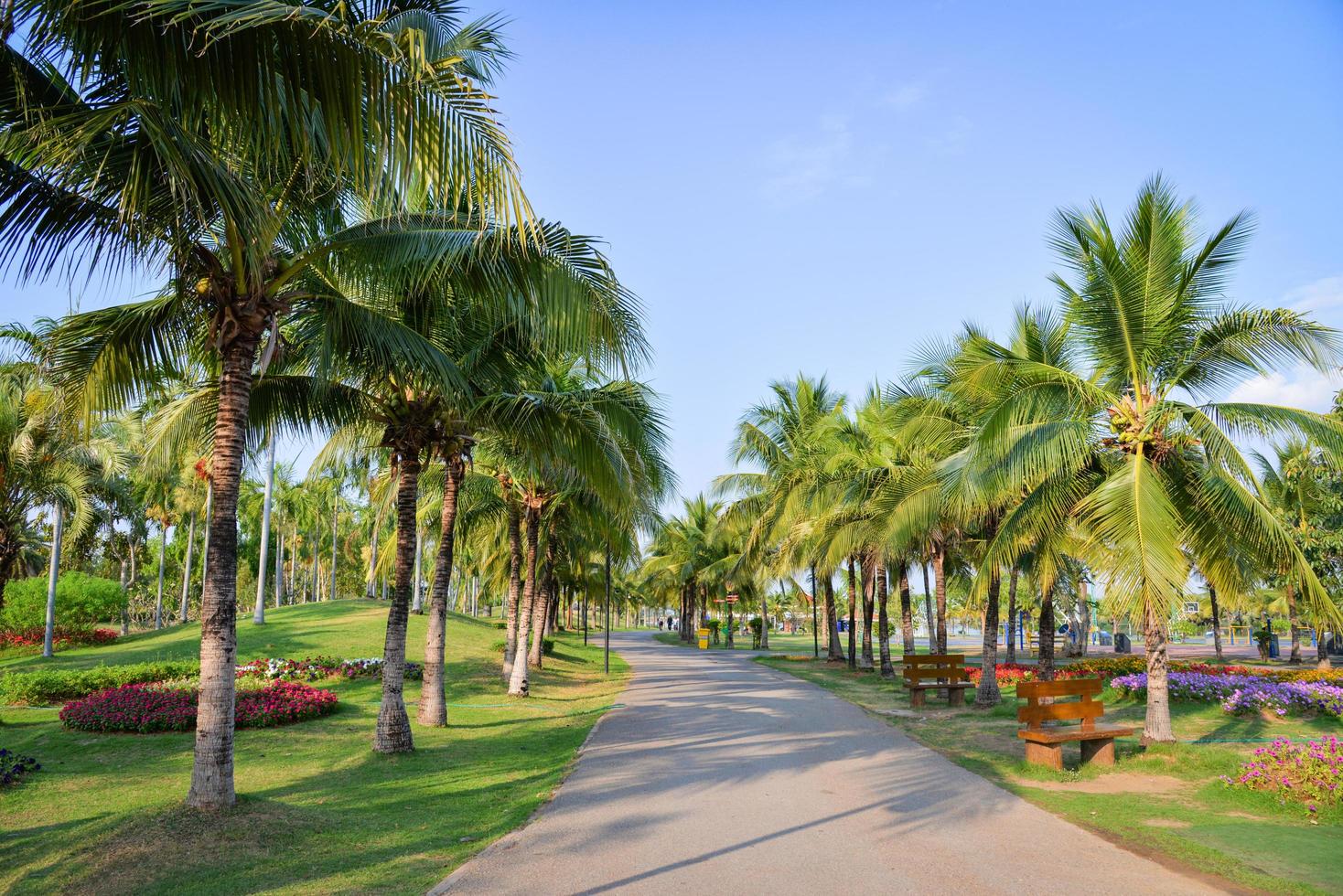 giardino di palme e fiori primaverili nel percorso del parco con palme che crescono e cielo blu foto