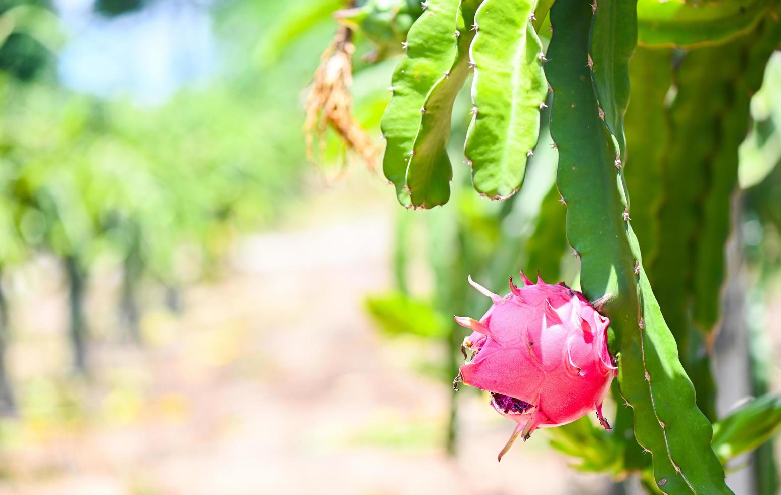 frutto del drago sull'albero da frutto del drago in attesa del raccolto nella fattoria agricola ad asiatico, piantagione pitahaya frutto del drago in thailandia in estate foto