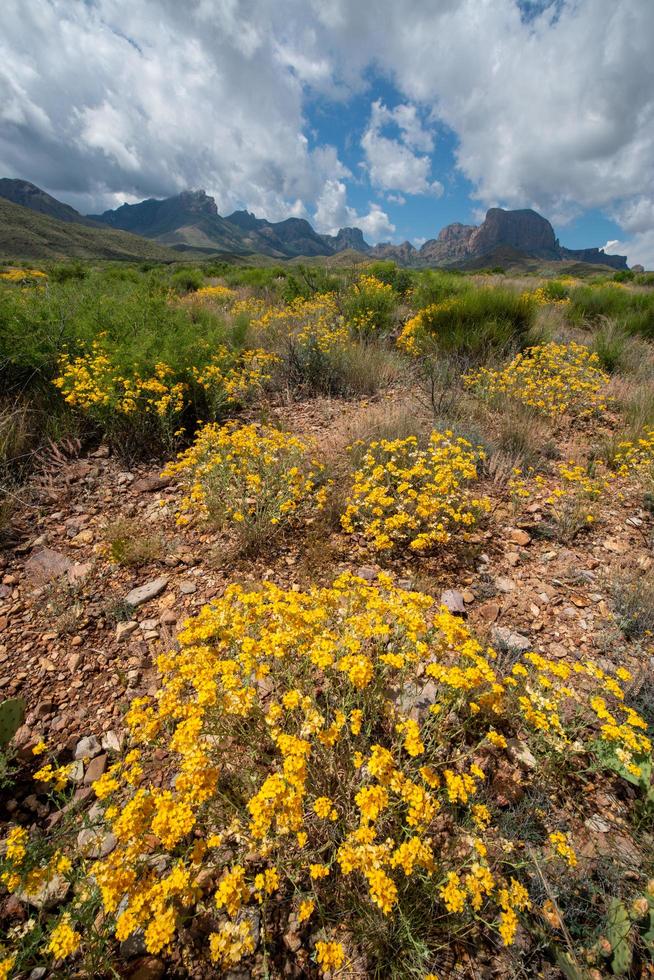 parco nazionale di big bend texas foto