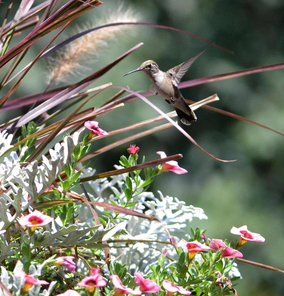 primi piani di colibrì gola rubino foto